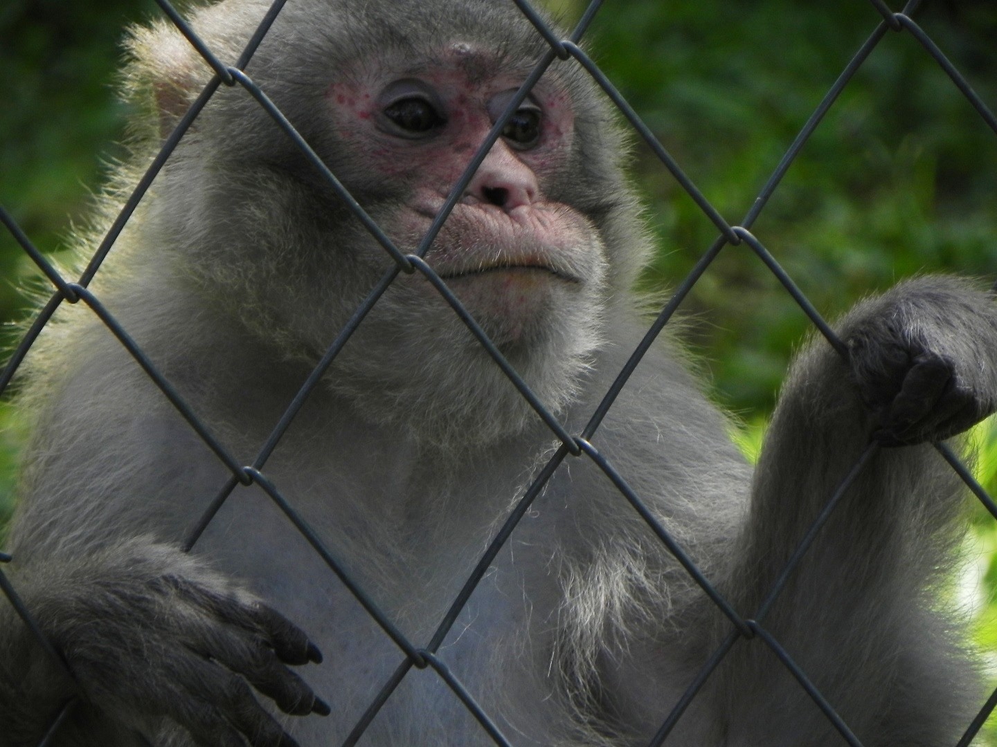 monkey behind a wire fence