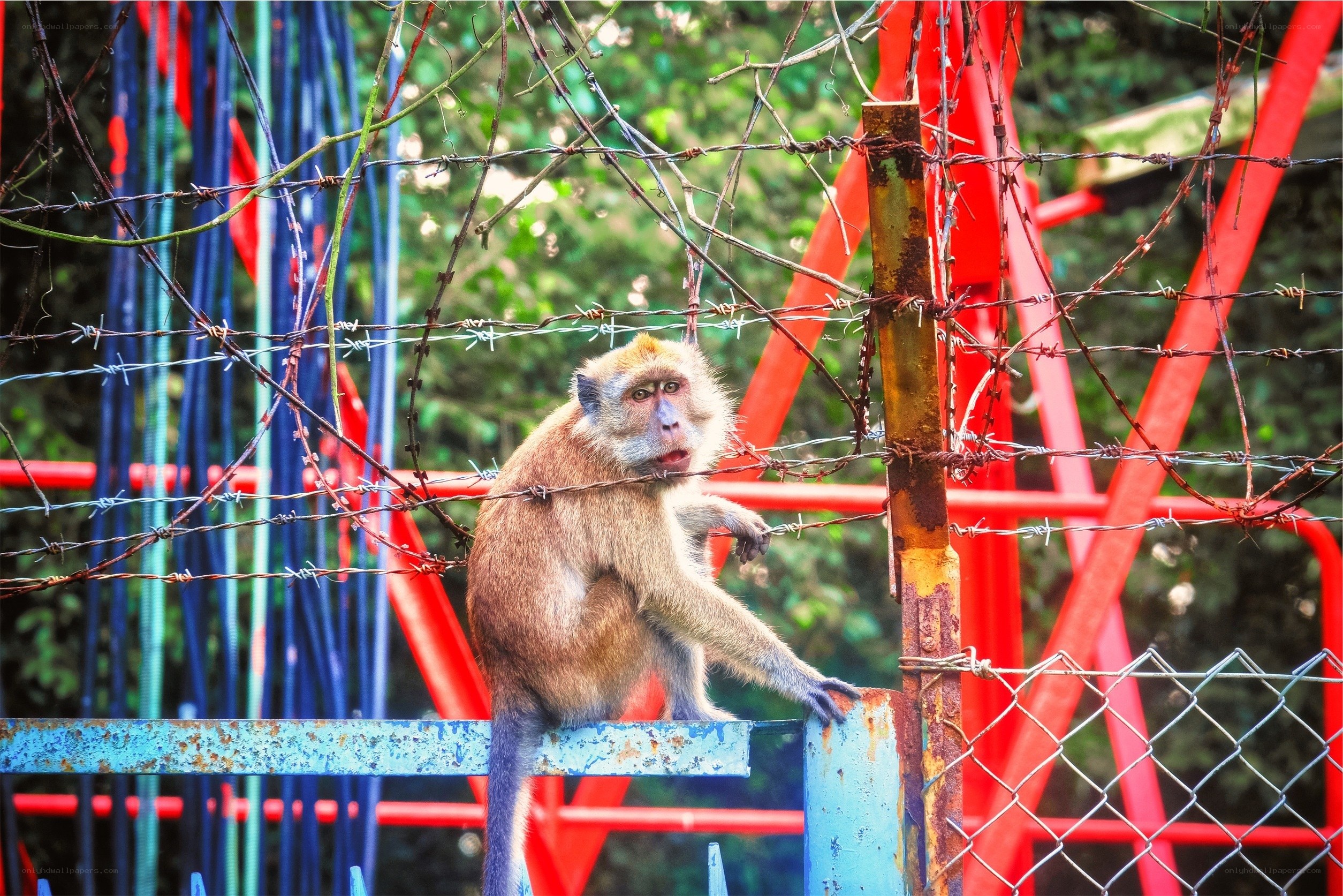 Monkey behind barbed wire fence