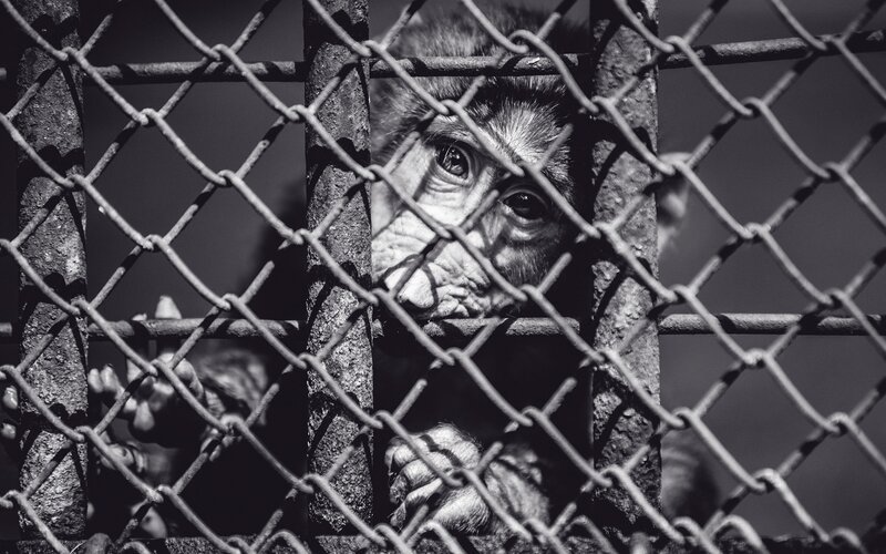 monkey behind chain-link fence
