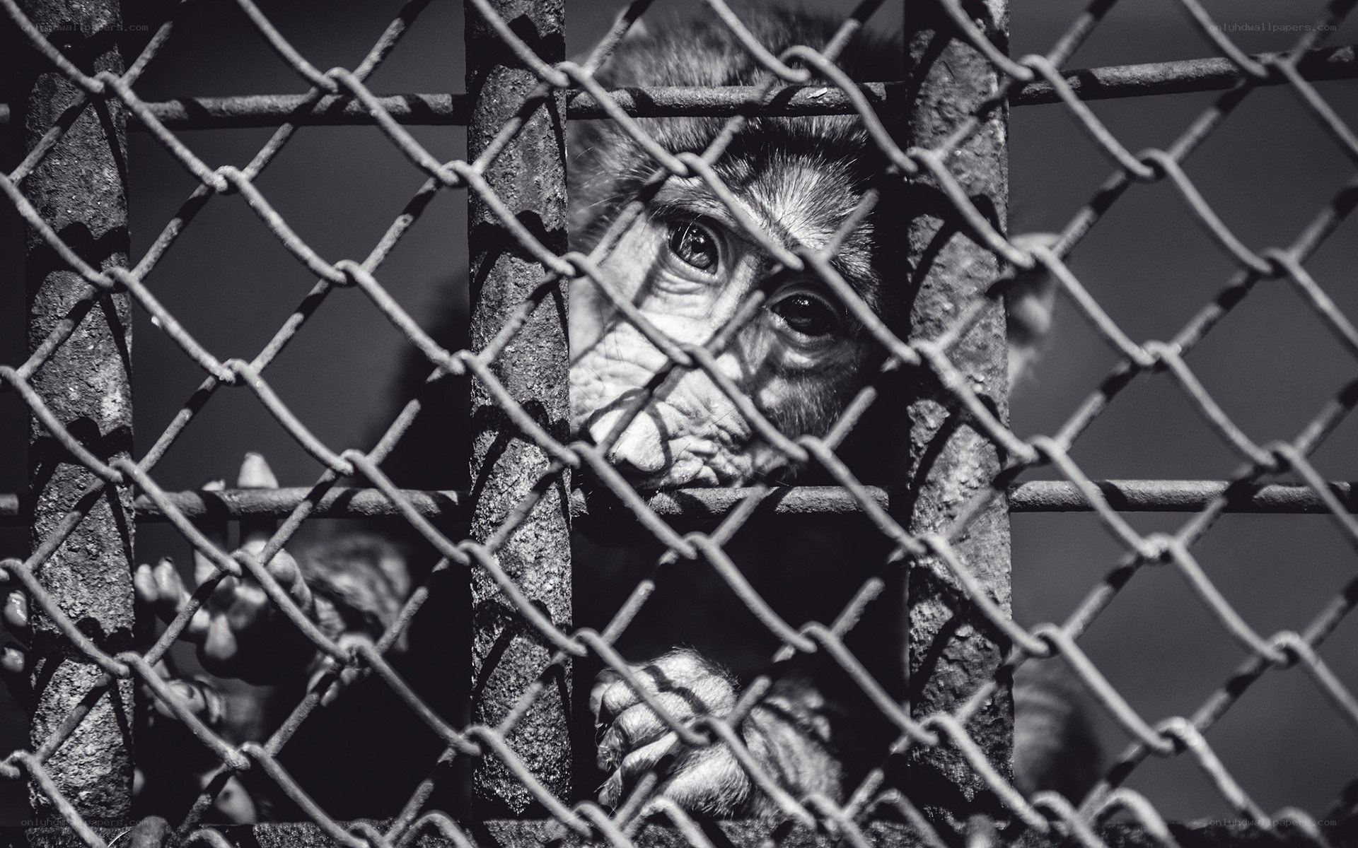 monkey behind chain-link fence