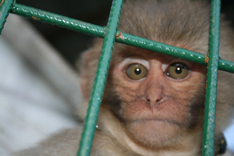 monkey behind green bars