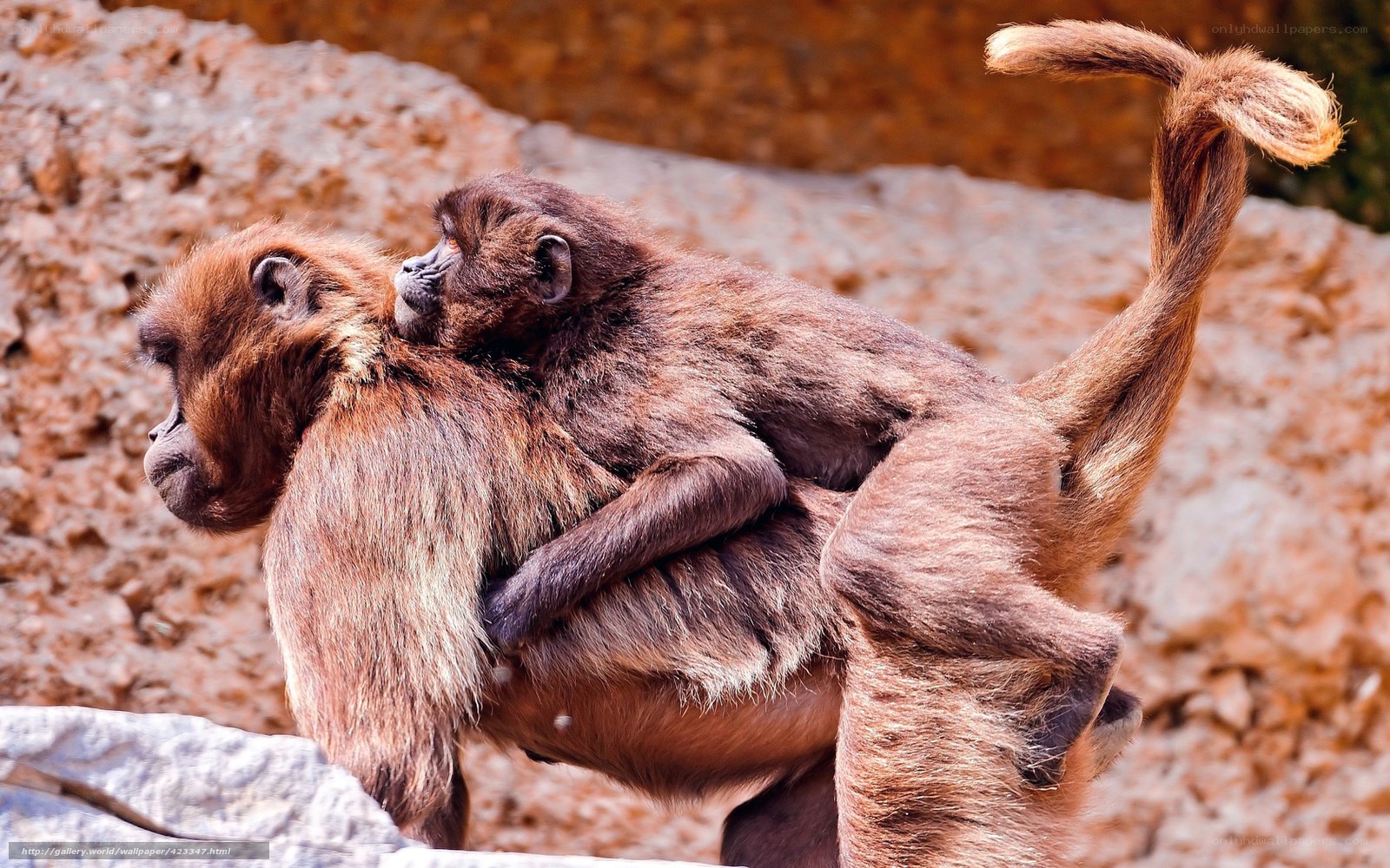 Monkey carrying baby on back