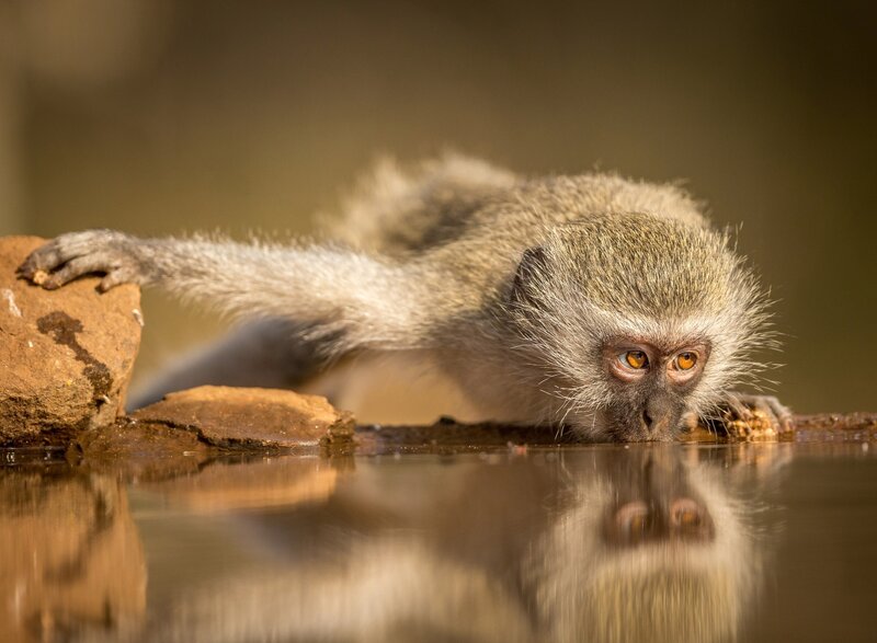 Monkey Drinking Water — Brown, Calm