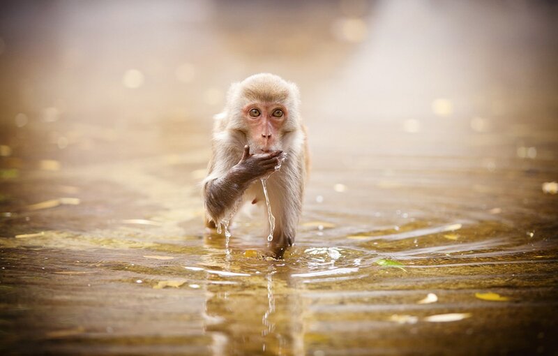 Monkey Drinking Water — Brown