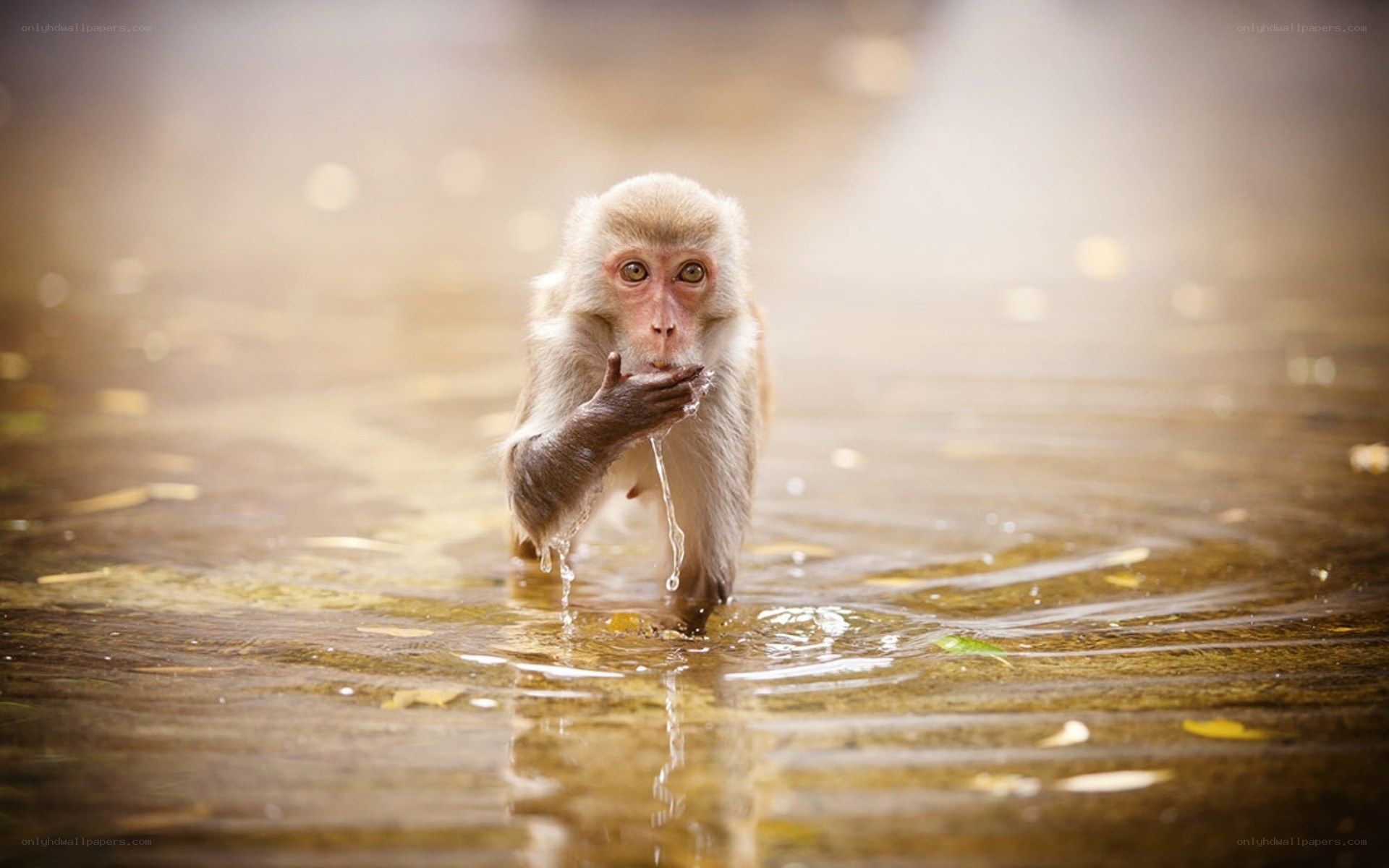 Monkey drinking water