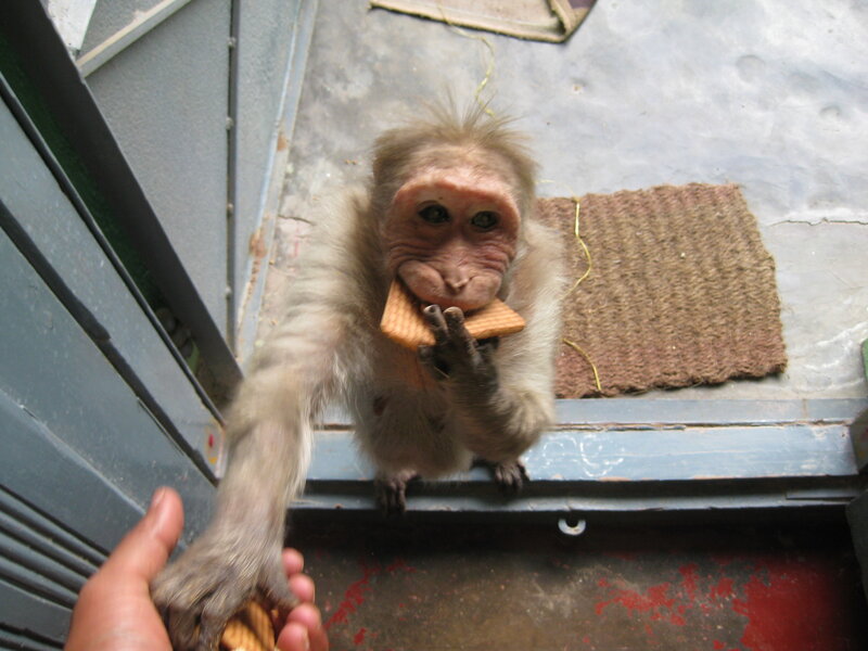 monkey eating biscuit