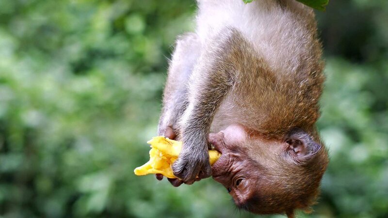 Monkey Eating Fruit — Brown, Natural, Photograph