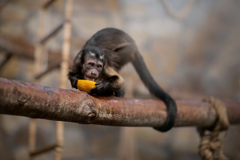 Monkey Eating Fruit — Brown