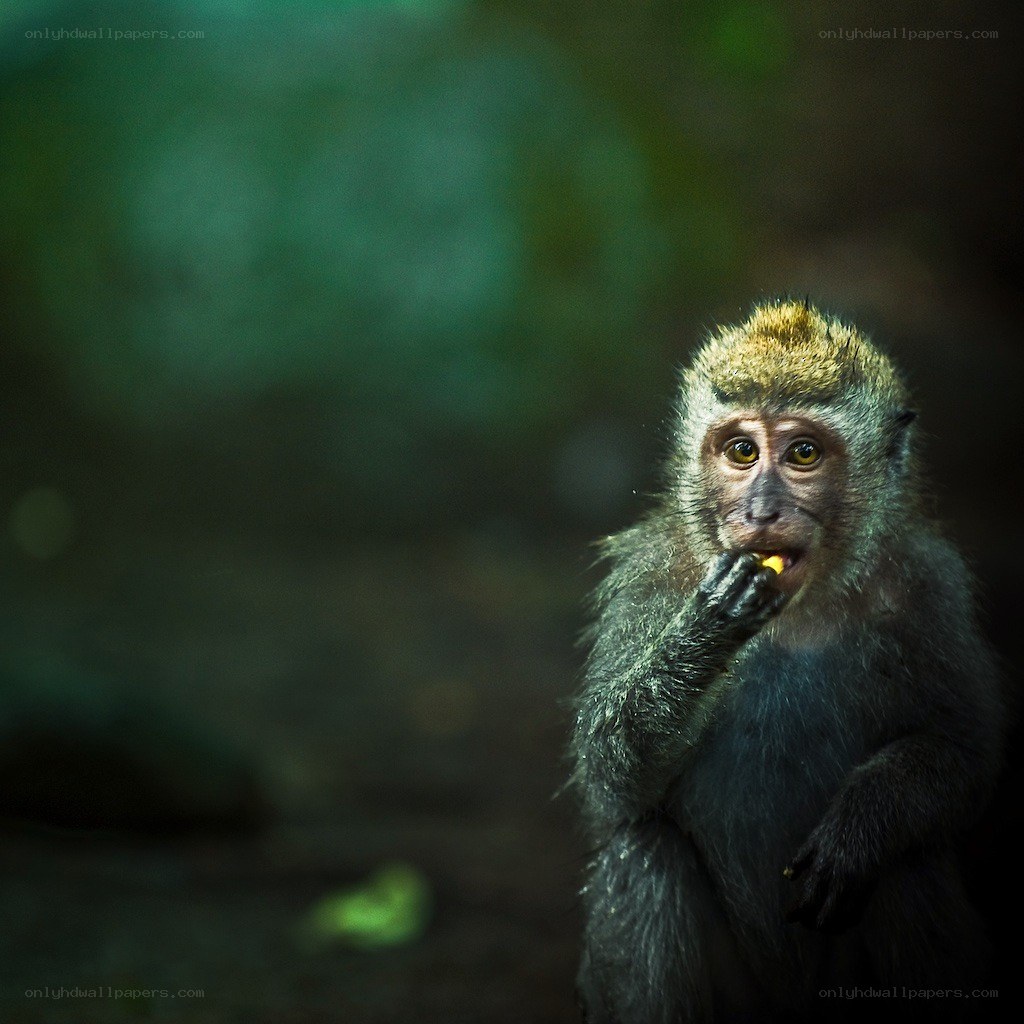 Monkey eating fruit in forest