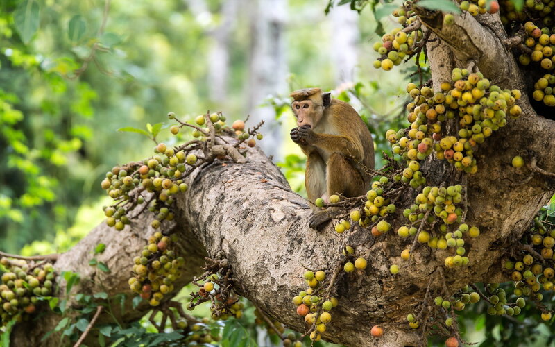 Monkey Eating Fruit