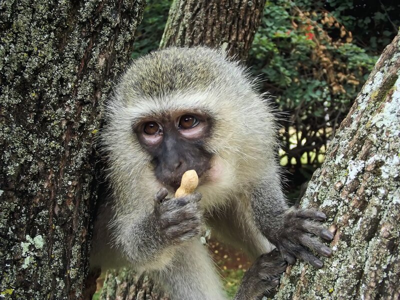 monkey eating peanut in tree