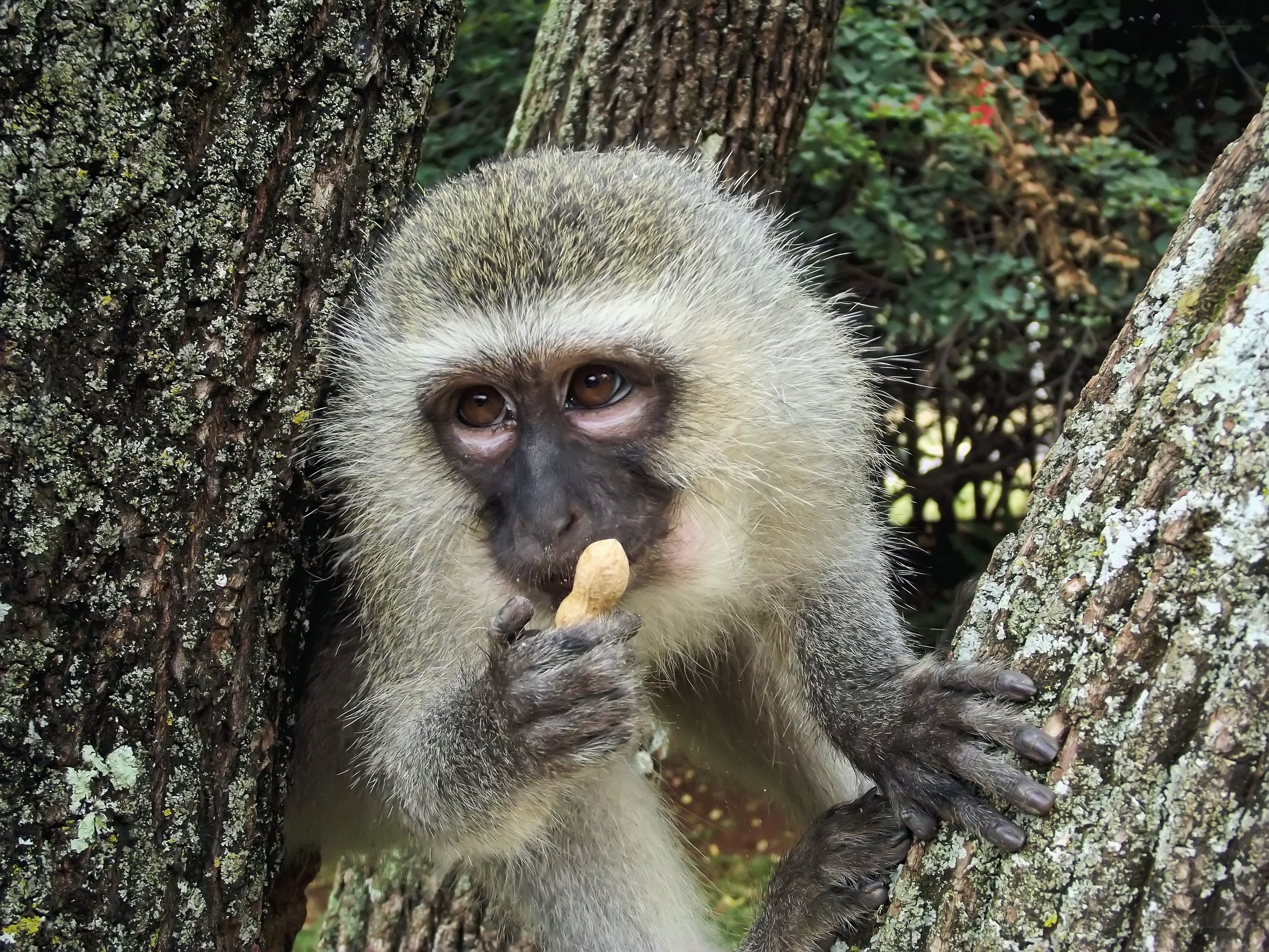 monkey eating peanut in tree