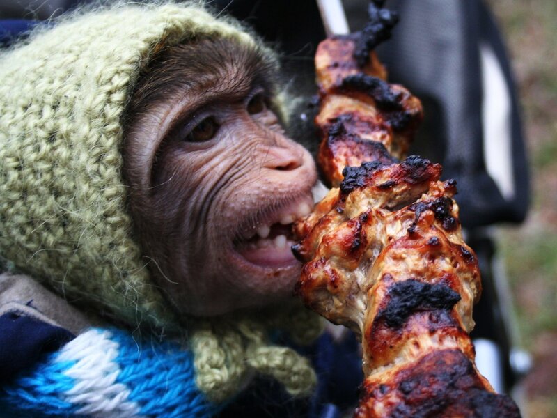 monkey eating skewered meat