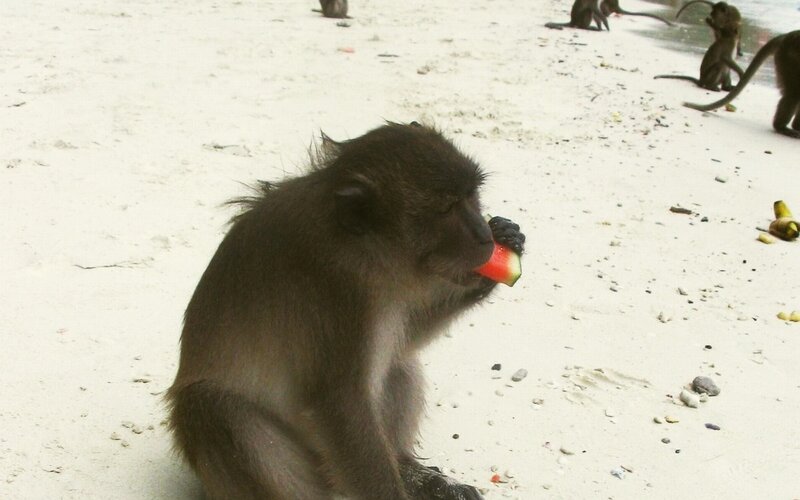 monkey eating watermelon on beach