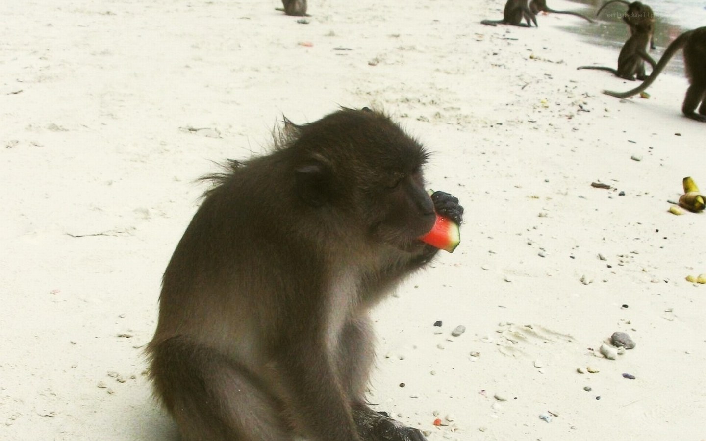 monkey eating watermelon on beach