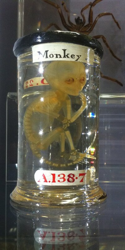 Monkey embryo in a jar