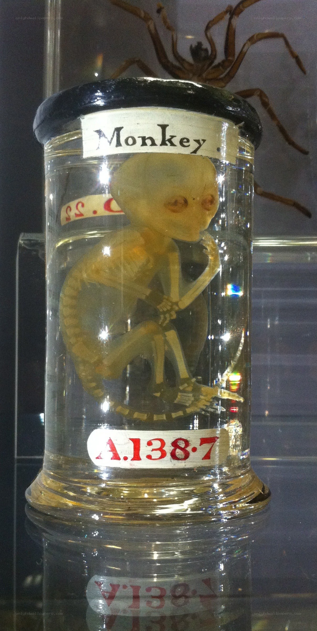 Monkey embryo in a jar