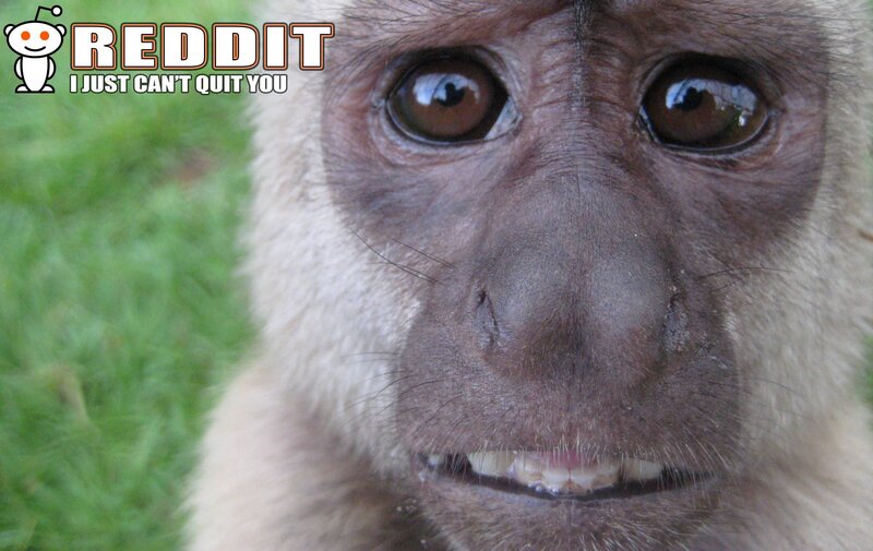 Monkey Face Close-up — Brown