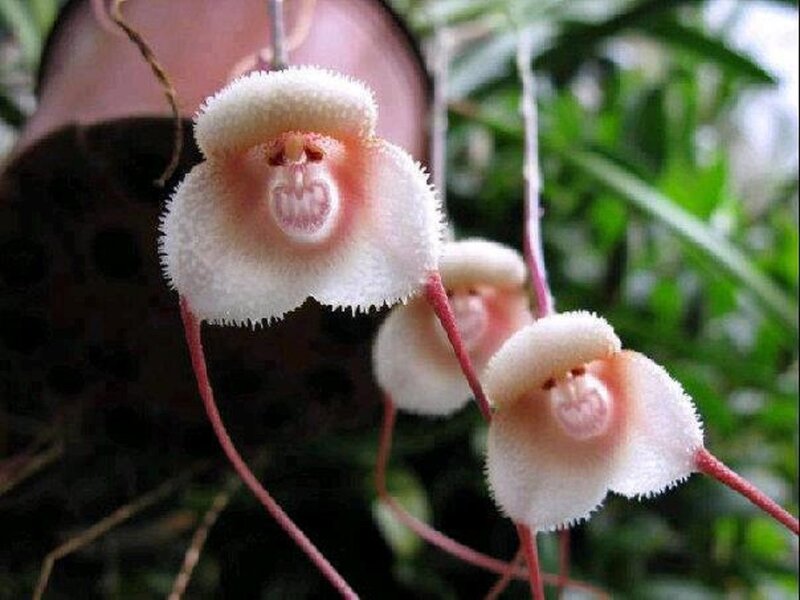 Monkey-faced Orchid Flowers