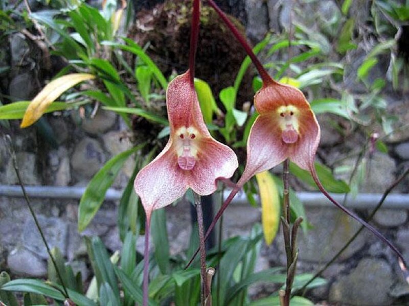 Monkey-faced Orchids