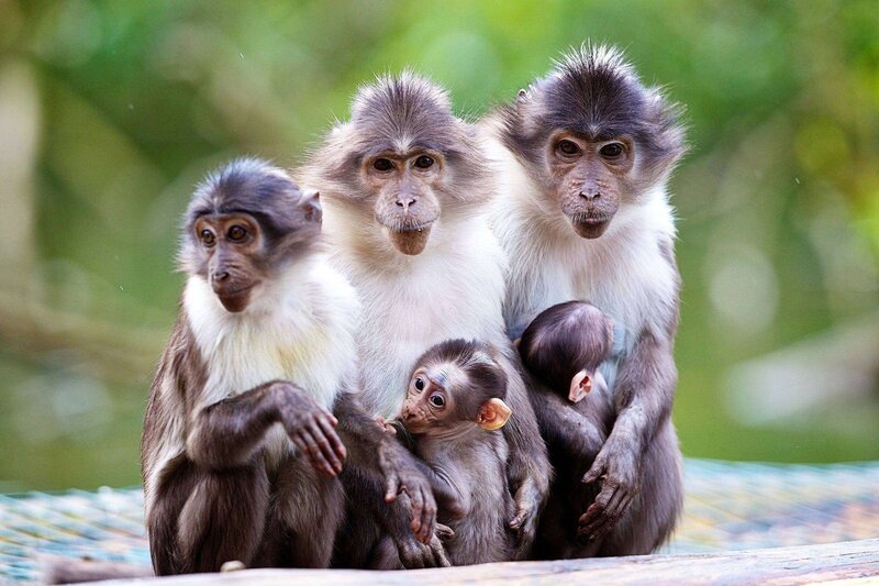 monkey family group