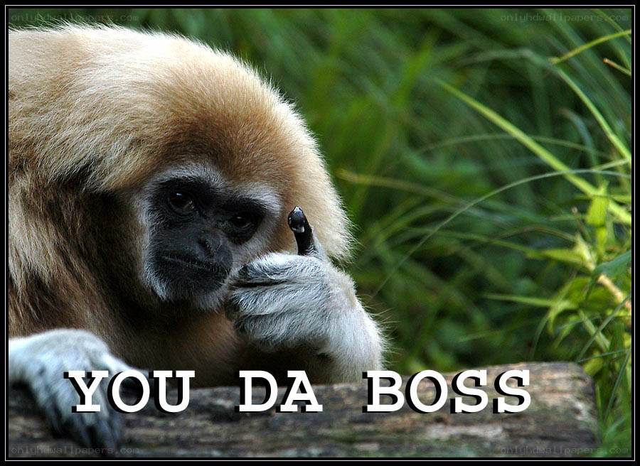 monkey giving thumbs up