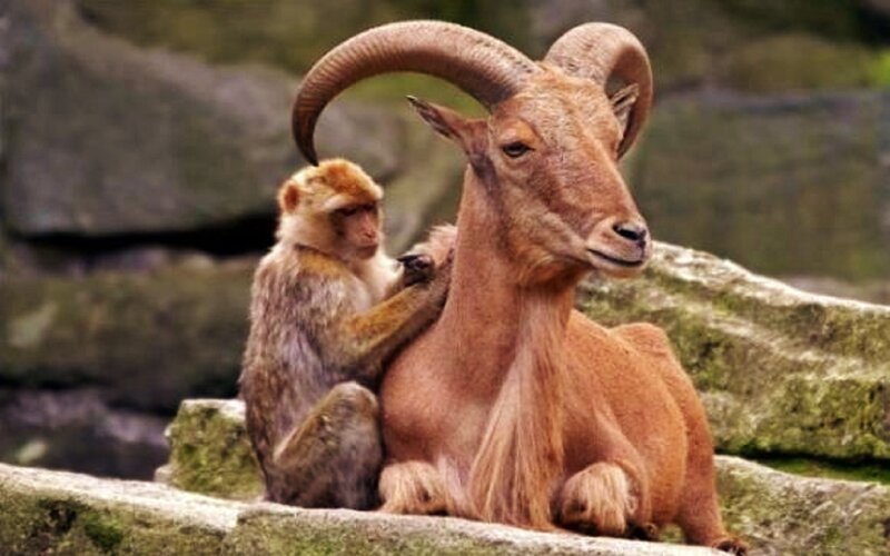 Monkey Grooming Ram