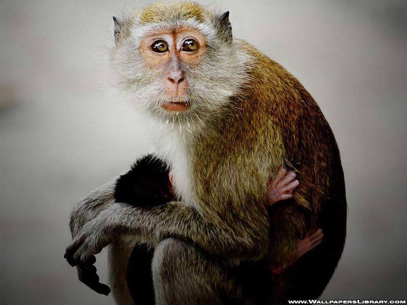 Monkey Holding Baby Monkey