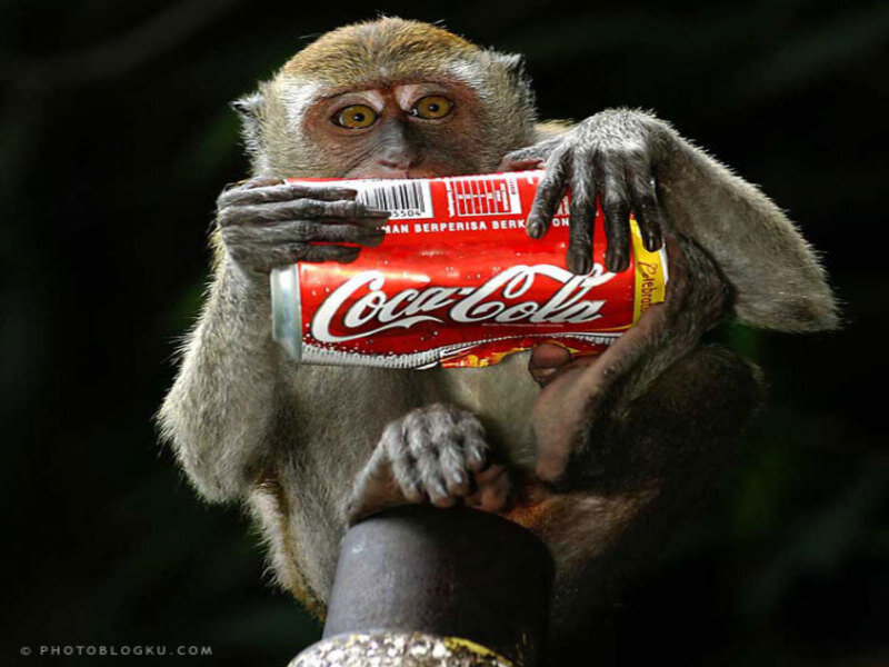 monkey holding coca-cola can