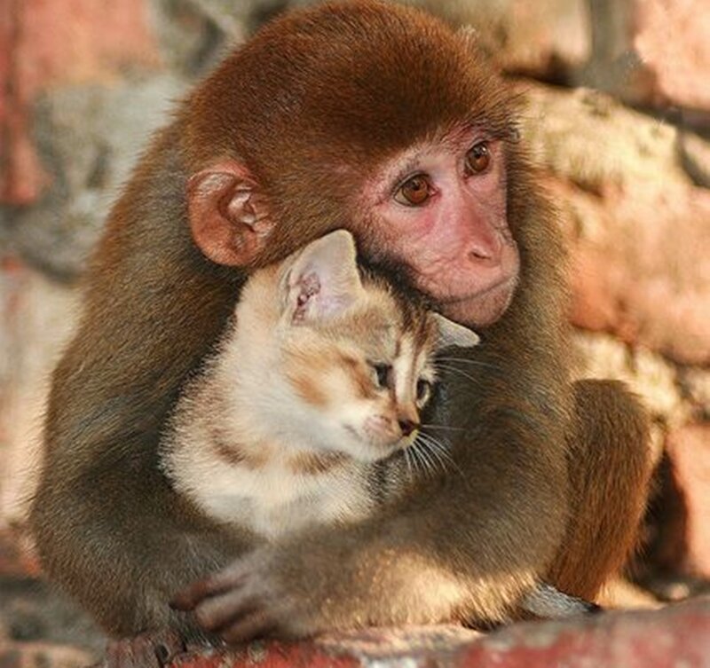 Monkey Holding Kitten — Brown