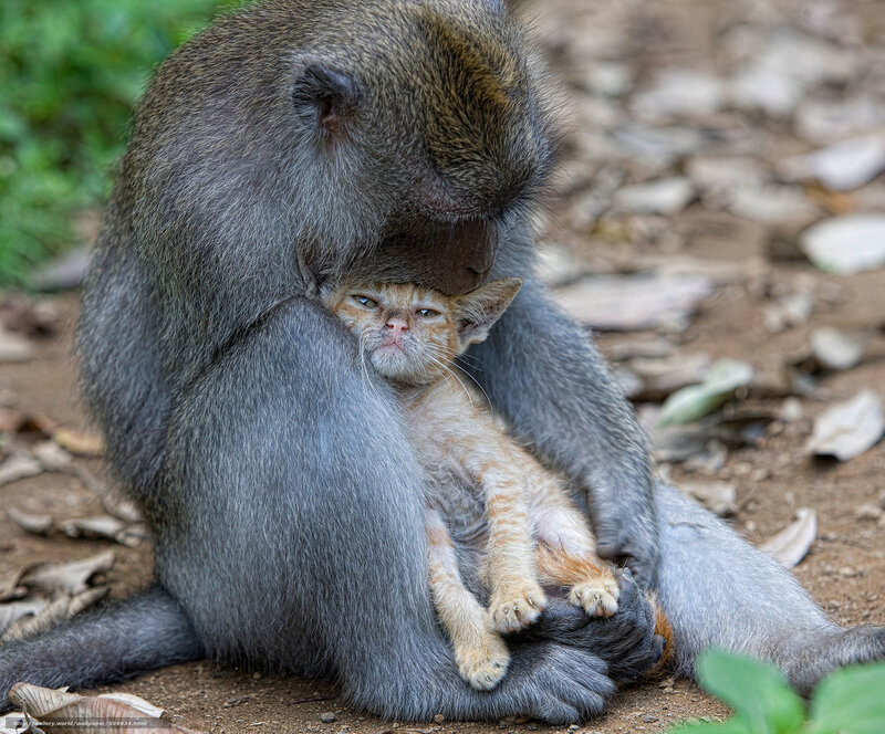 Monkey Holding Kitten — Gray, Calm
