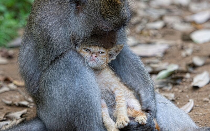 Monkey Holding Kitten — Gray