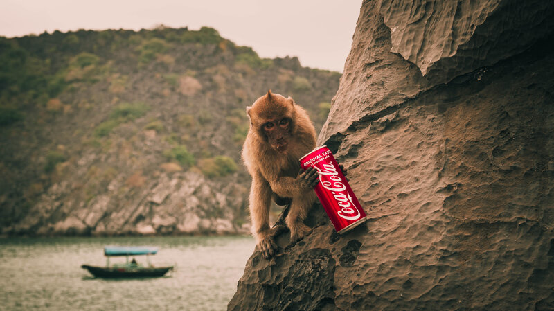 Monkey Holding Soda Can