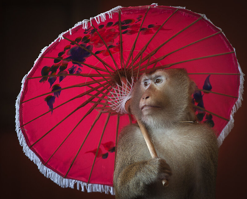 Monkey Holding Umbrella