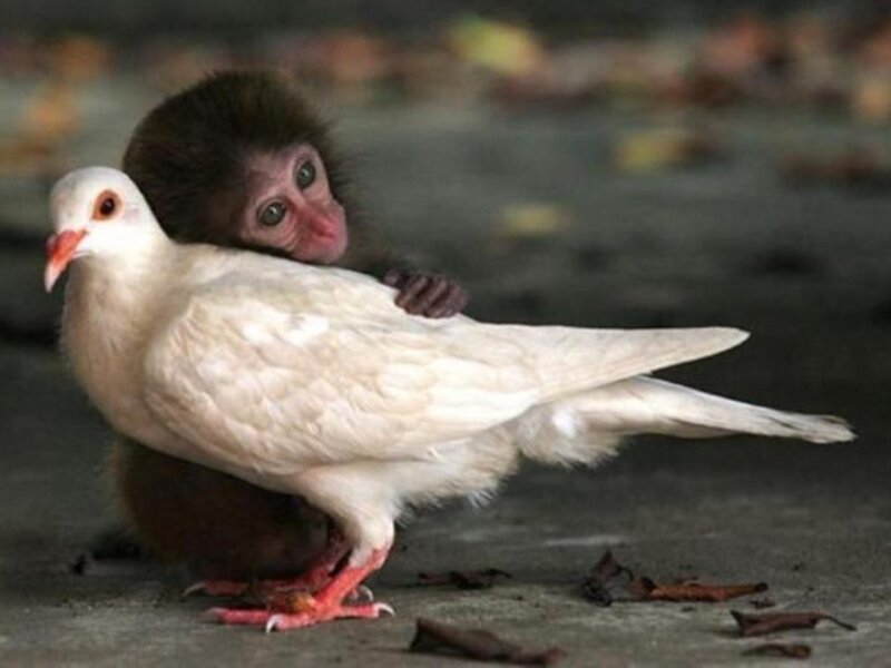 monkey hugging a white dove