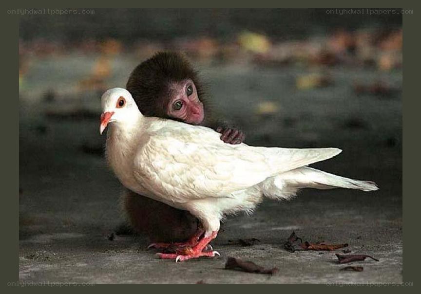 monkey hugging a white dove