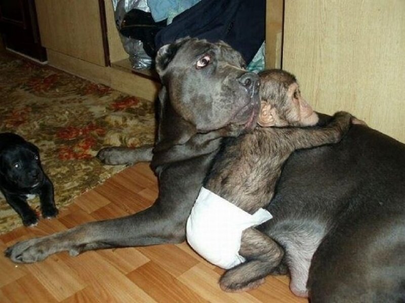 Monkey Hugging Dog