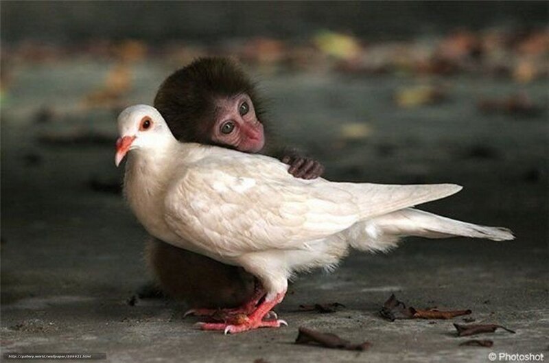 Monkey Hugging Dove