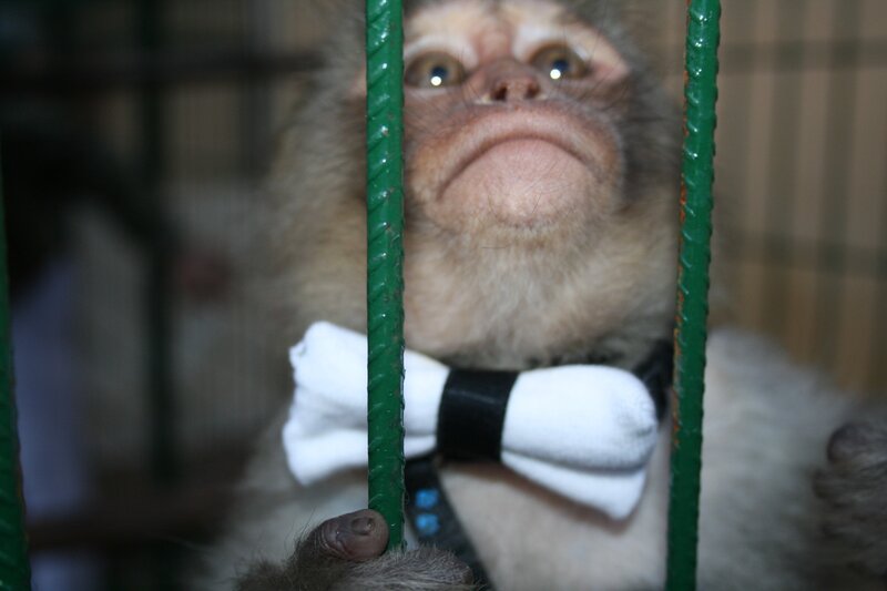 monkey in a cage with bow tie
