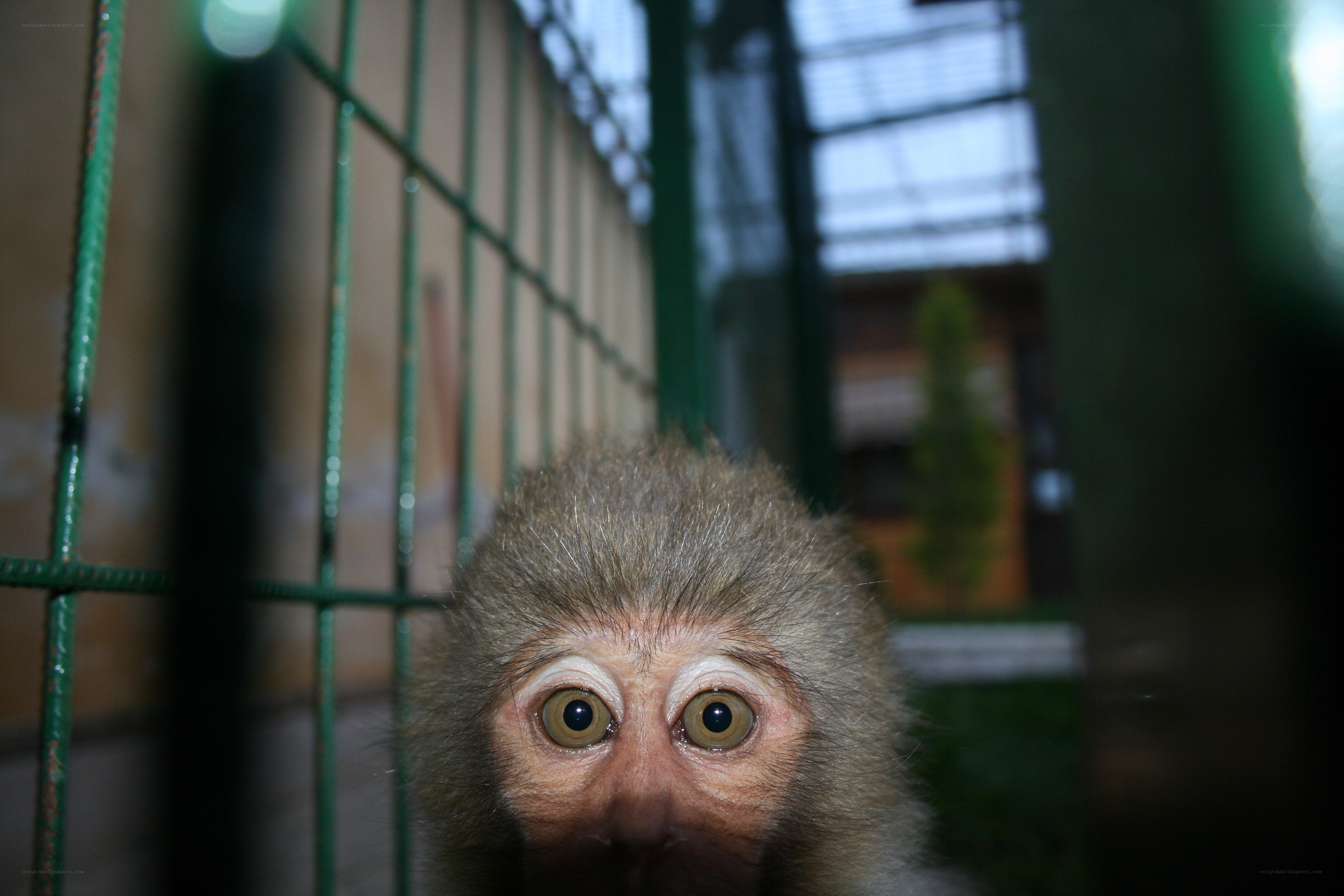 monkey in a cage