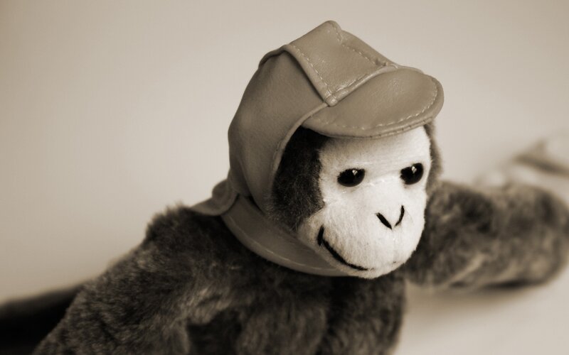 monkey in a cap