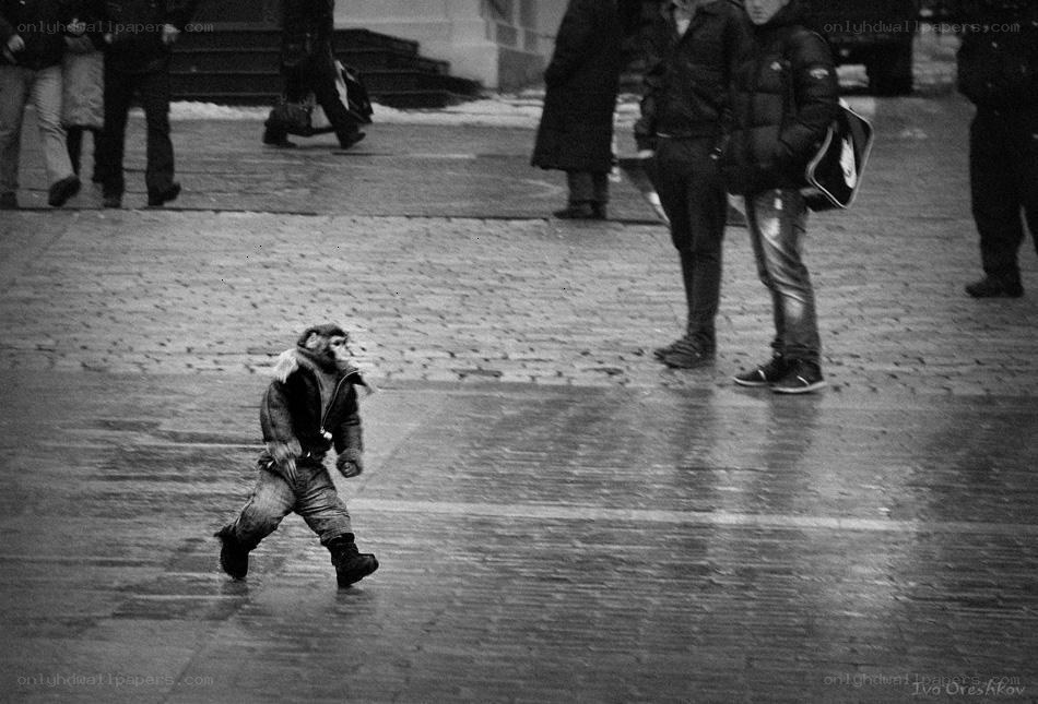 Monkey in a coat on street