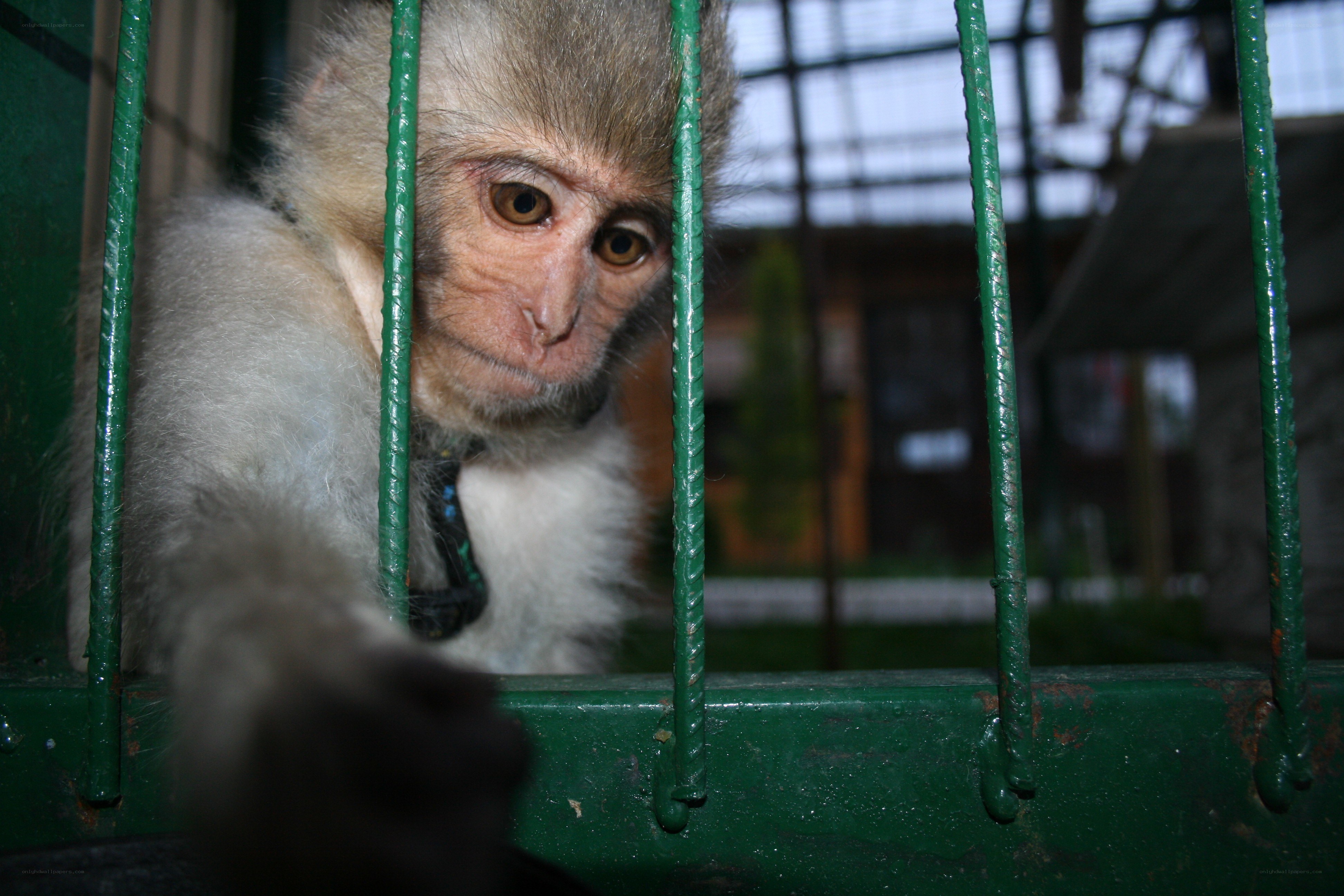 monkey in a green cage