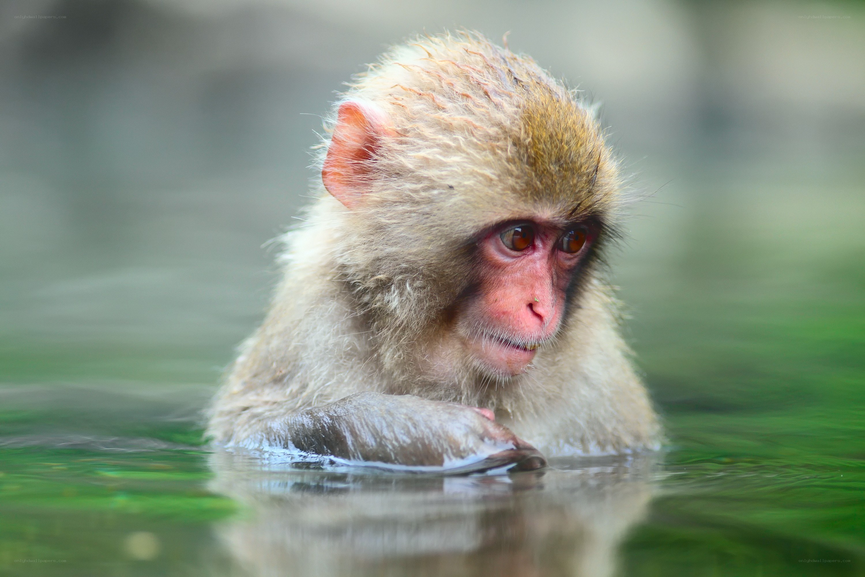 Monkey in a hot spring