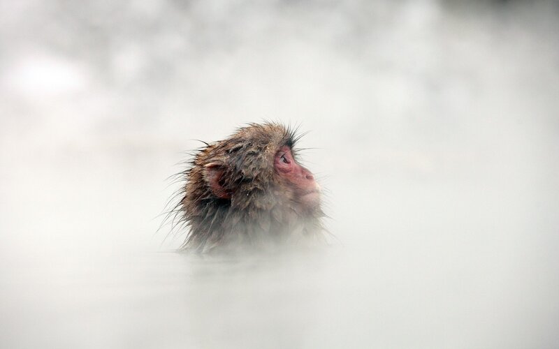 Monkey in a hot spring