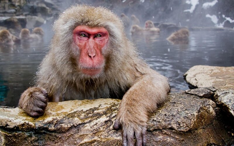 Monkey in a hot spring