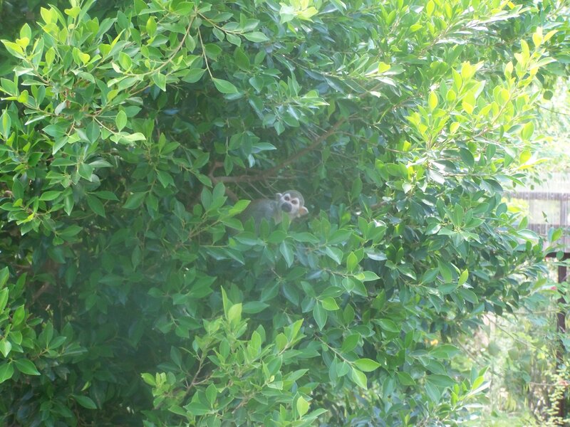 monkey in a leafy tree