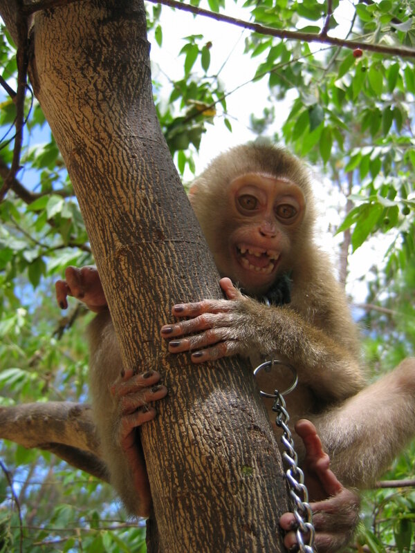 Monkey in a tree with chain