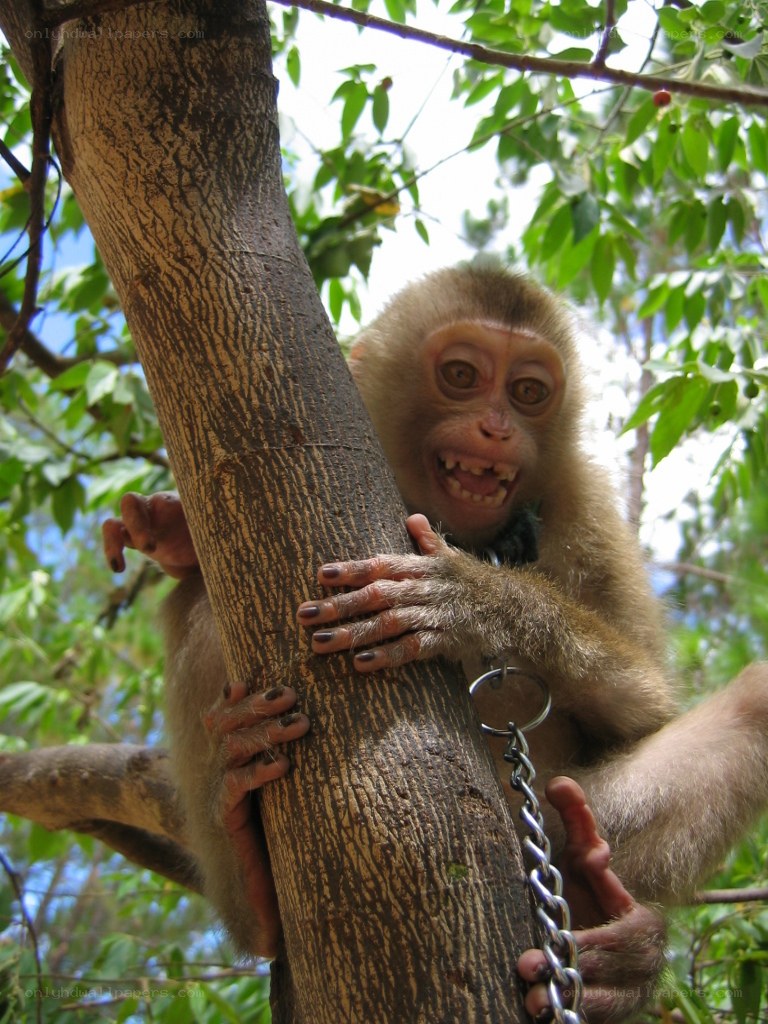 Monkey in a tree with chain