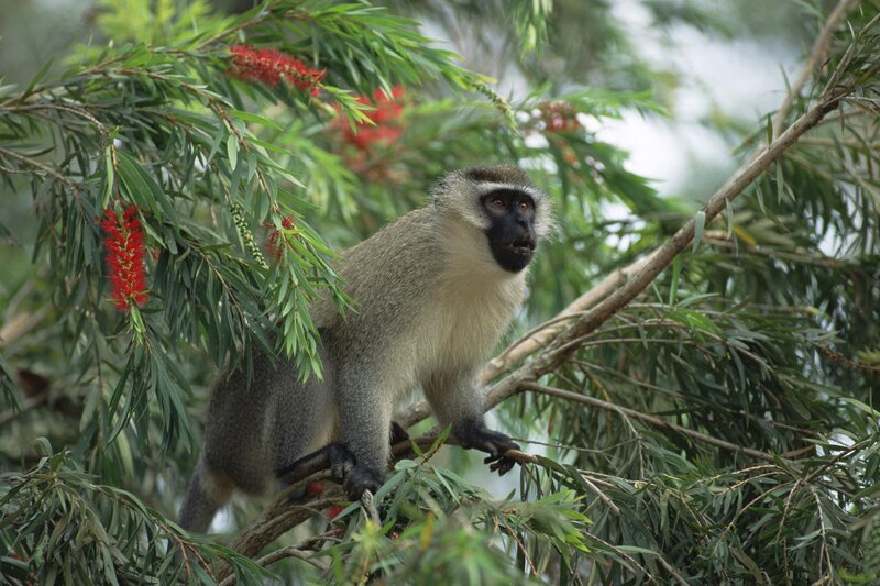 Monkey in a tree with red flowers